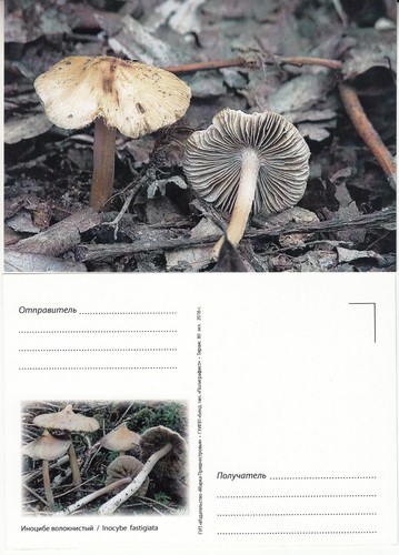 TRANSNISTRIA MOLDOVA.2016.Mushrоoms Set 5 Post Cards.MNH - 第 5/5 張圖片