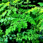 20 FRESH Moringa Oleifera Tree Seeds for Planting Organic NON-GMO Fast Growing