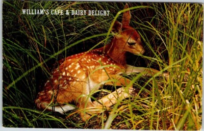 William's Cafe and Dairy Delight Resting Fawn VTG Chrome Postcard Unposted A87