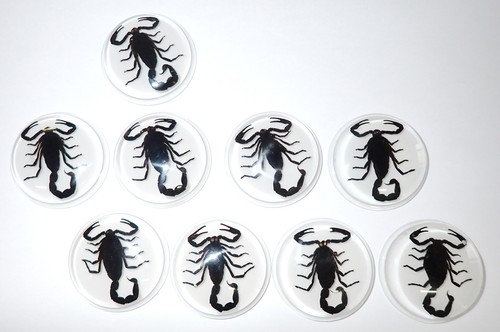 Insect Cabochon Black Scorpion 38.5 mm Round inner 35 mm on White 2 pieces Lot - Picture 11 of 17
