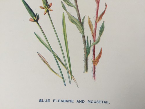 Antique 1900s Wildflower Print | Blue Fleabane & Mousetail | Hulme Botanical Art - Picture 5 of 6