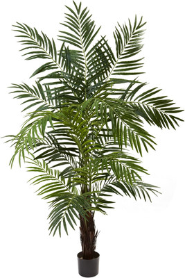 6Ft. Areca Palm Tree