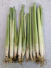 10 LIVE and HEALTHY  LEMONGRASS stalks with roots ready to plant