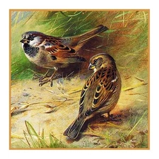 Naturalist Archibald Thorburn Pair of Sparrows Bird Counted Cross Stitch Pattern