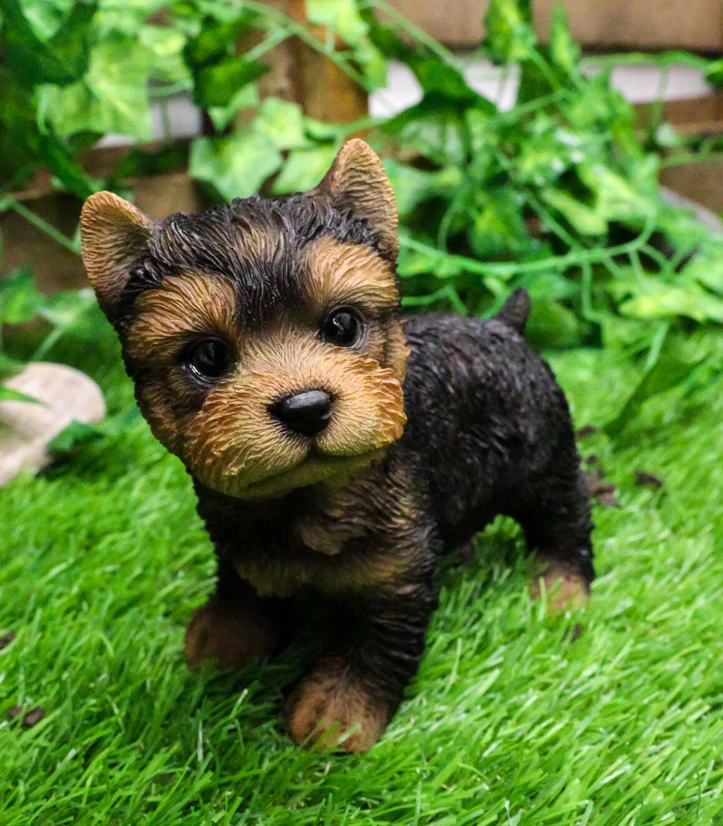 6 Best Chew toys for Yorkie Puppies and a Buyer's Guide - Yorkie