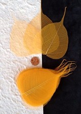 25 leaves Dyed Gold Squash po bo Pho Banyan skeleton leaf see through Medium