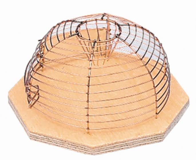 Nobby Luna Korbfalle 1 Einlauf (R2h)