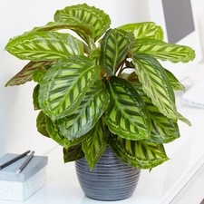 Calathea Flamestar | Best Indoor Plants | 30-40cm Potted Home or Office Plant