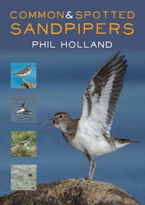 Common and Spotted Sandpipers | Phil Holland | Englisch | Taschenbuch | 2018