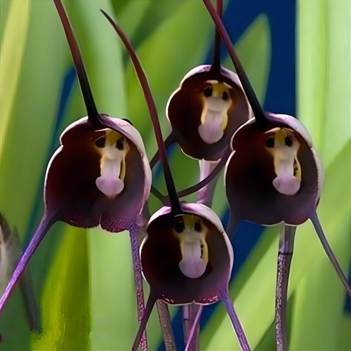 Very Rare Dracula Simia Monkey Face Orchid Seed 30 Seeds - Picture 21 of 32