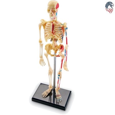 Skeleton Model Set Compatible with Science Classroom Education Kid Toy