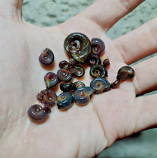 10-25 LIVE RAMSHORN SNAILS - Mixed Sizes Aquarium Cleaners/Algae Eaters