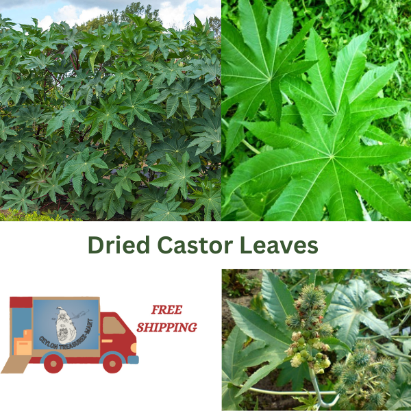 Castor Leaves dried natural herbal 100% organic quality whole ayurvedic tea  leaf
