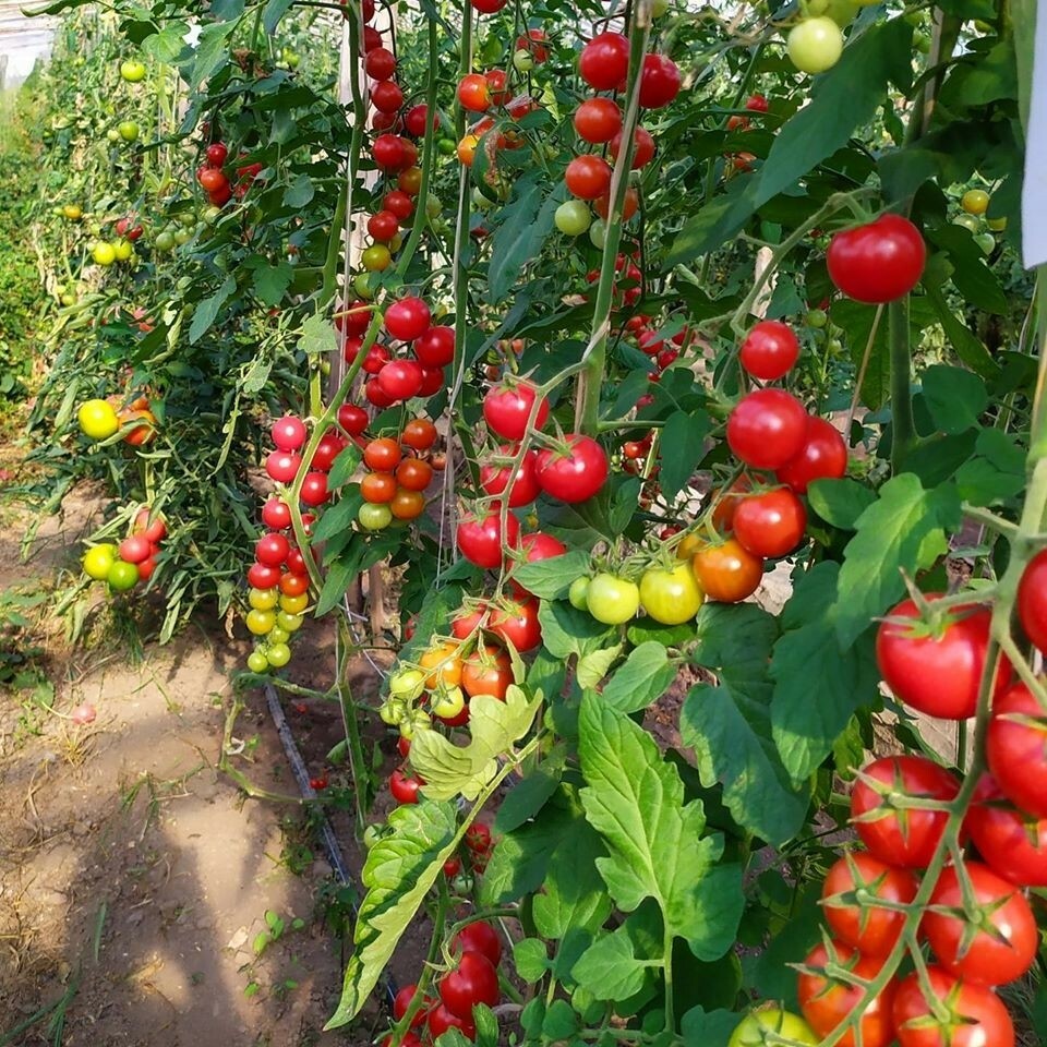 tomatoさま 3点おまとめ品 ② Seeds Tomato Cherry Mix Cocktail Yellow Pink Red Rare Organic