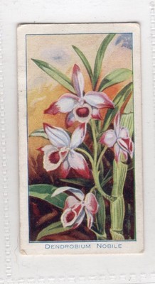 Type Card Flower Dendrobium Nobile Orchid