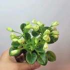 African Violet Emerald Bell Semiminiature Belle Blooming  PLANT — photo 2