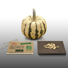 15 graines Bio à semer - LGA Graines - COURGE PATIDOU - Certifié AB