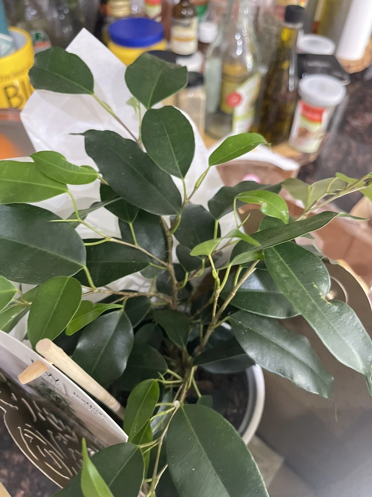 Plain Ficus (1) plant~No Variegation~In 3-4” Pot