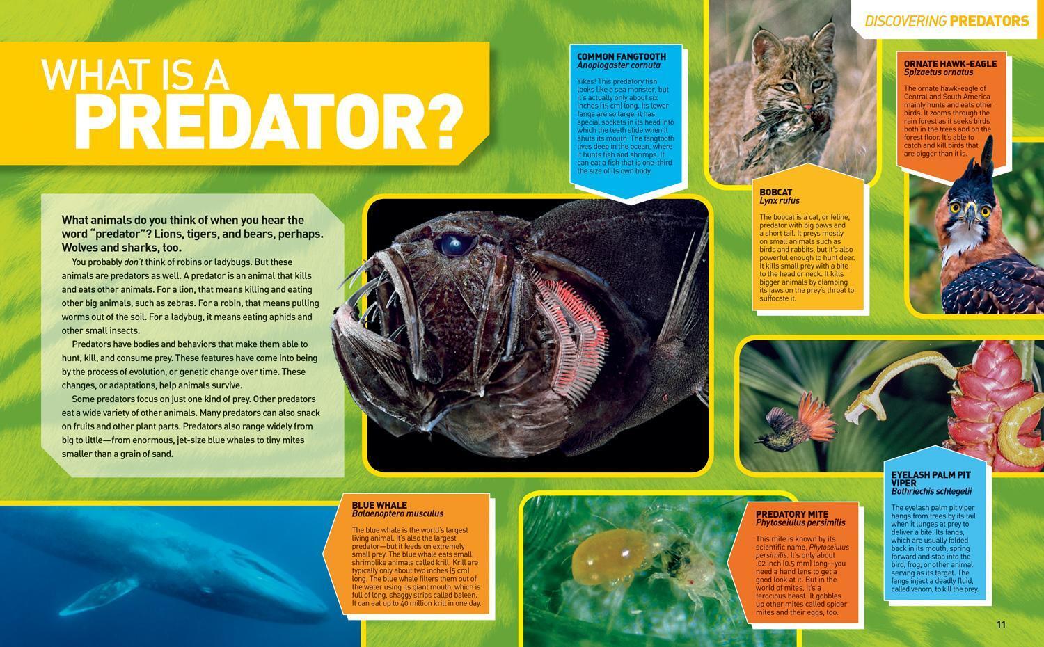 Thumbnail - Christina Wilsdon | Ultimate Predatorpedia: The Most Complete