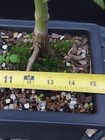 Korean Hornbeam Bonsai- Nice easy to grow Starter Tree ! — photo 3