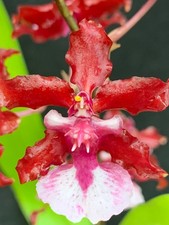 ONCIDIUM SHARRY BABY SWEET FRAGRANCE AM/AOS ORCHID VERY FRAGRANT FLOWERS