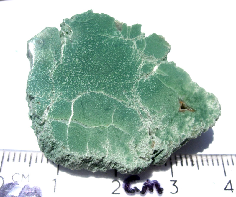 14.5 grams Polished End Cut Green CHROMIUM Petrified Wood from Winslow ARIZONA