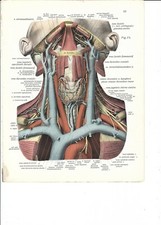 Stampa antica ANATOMIA APPARATO SANGUIGNO il COLLO medicina 1938 Antique print