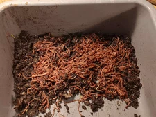 Live Red Wiggler WORMS, Garden Time, Red Wiggler Compost Worms, Live