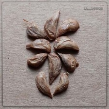 10 semi di Cedrus libani (cedro del Libano) - rari - bonsai