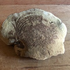 Conk Shelf Mushroom Art Bunny Rabbit Signed Vintage Unusual Folk Art Tree Fungus