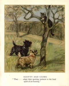 1947 Antique Cairn Terrier Print Scottish Terrier Print Vernon Stokes Art 6692e