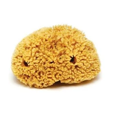 Natural Sea Sponge