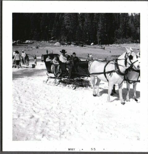 VINTAGE PHOTOGRAPH 1955 SLEIGH RIDE HORSES/BELLS SACRAMENTO CALIFORNIA OLD PHOTO - Picture 1 of 1