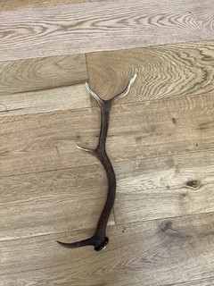 Red Deer Stag Antler Horn