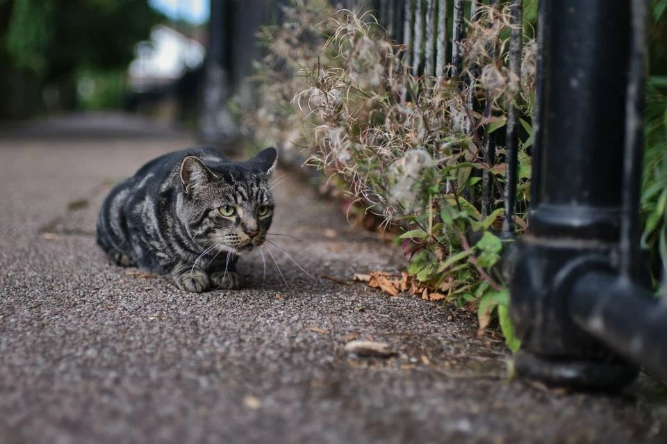 7artisans 35mmf/1.4 (APS-C) Manual Portrait Lens for Canon Mirrorless EOS-M EF-M - image 4 of 4