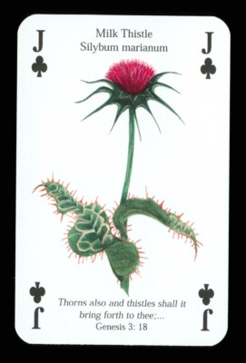 1 x playing card Bible tree/plant/flower Milk Thistle - Jack of Clubs ZU 24