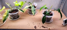 Philodendron FLORIDA BEAUTY