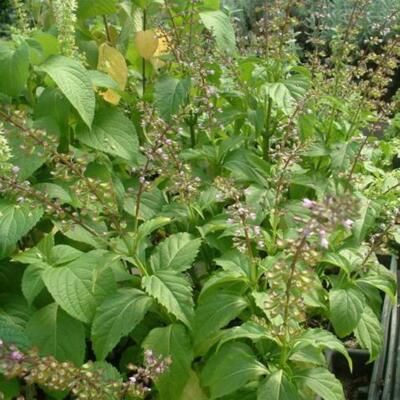 Pfeffer-Basilikum Ocimum selloi Basil - 10+ Samen intensives Pfefferaroma! F 173