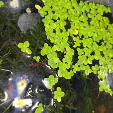 8oz Giant Duckweed Floaters Live Aquarium Plants