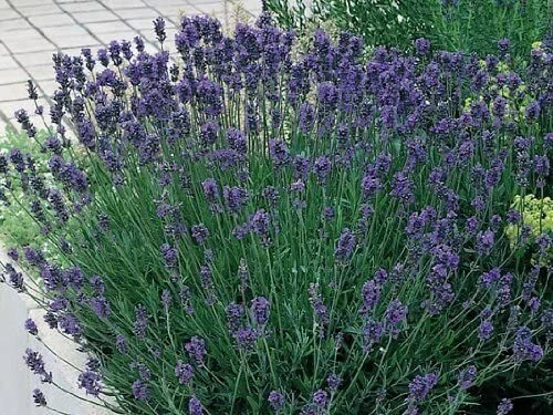 WOLDS COLLECTION Lavender Plants, Munstead Lavender Mini Plants 6 Plug Plants