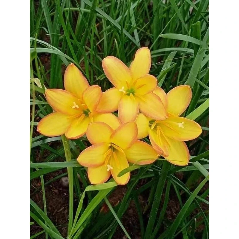 1 bulb AUTHENTIC Rain Lily Zephyranthes 70-150mm size (130 varieties) page 3 - Image 3 of 4