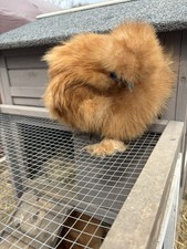6 Quality Buff Silkie Hatching Eggs