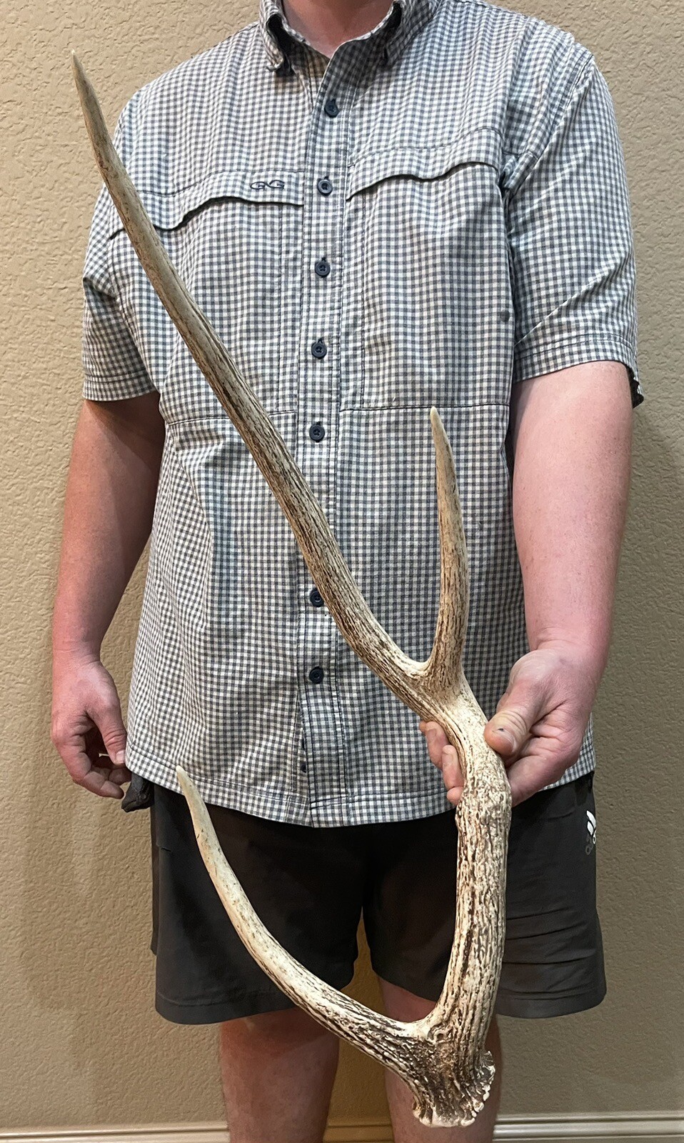 Huge Unique 30 Inch Axis Deer Shed Antler Horns Taxideremy Mount Man