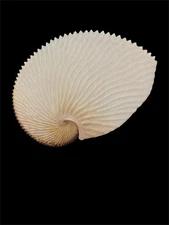 Sea shells Argonauta argo 210.6mm Aquarium Decoration Products RARE SIZE