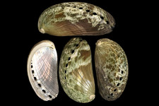Green Abalone Shells measuring 1 to 1 1/2" Sold in sets of 4