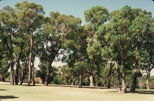 Jarrah (Eucalyptus marginata) 25 Seeds - Picture 3 of 3