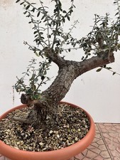PRE BONSAI  DI OLIVASTRO