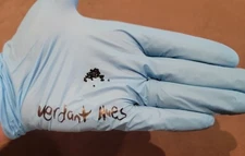 10x RARE CACTUS SEEDS LW Button Cacti FRESH High Germination US SELLER Guarantee