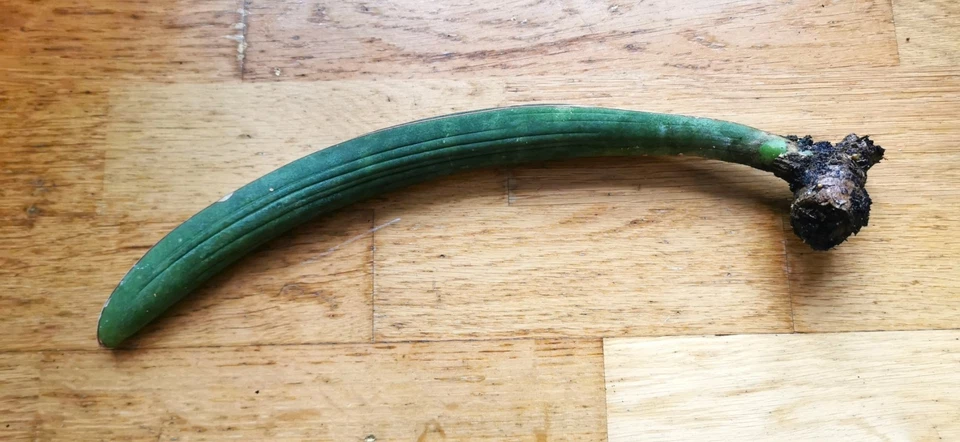 Ein Blatt von Sanseviera hallii - Baseball Bat - Bild 3 von 3