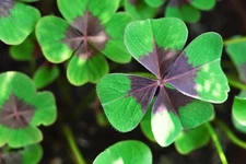 Holy Cross Shamrock Bulbs for Planting (10 Bulbs) - Fast Growing Year Round